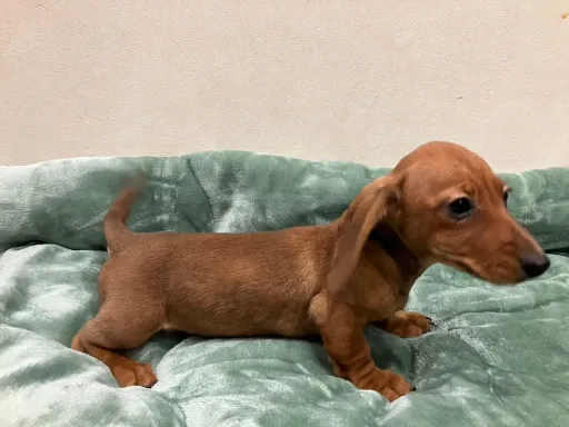 ダックスフンドの子犬販売