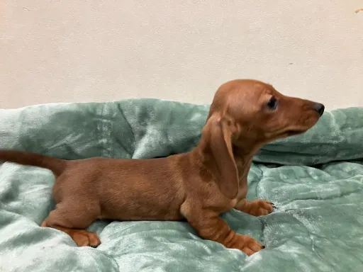 ダックスフンドの子犬販売