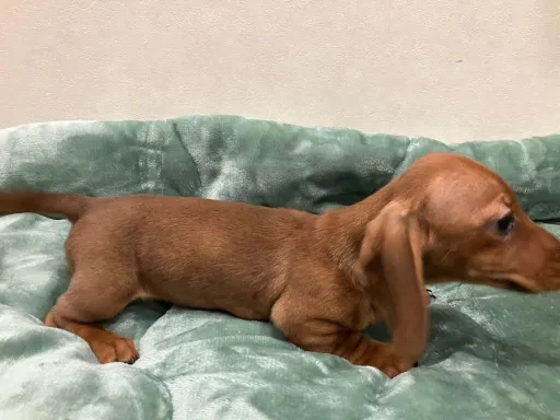 ダックスフンドの子犬販売