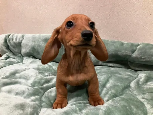 ダックスフンドの子犬販売