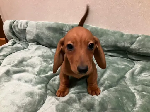 ダックスフンドの子犬販売
