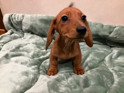 ダックスフンドの子犬販売