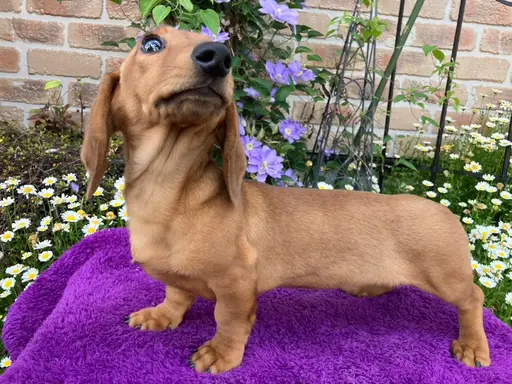 ダックスフンドの子犬販売