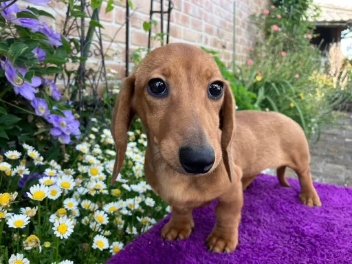 ミニチュア・ダックスフンド / スムースのサムネイル画像2