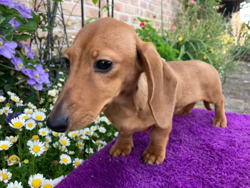 ミニチュア・ダックスフンド / スムースのサムネイル画像3