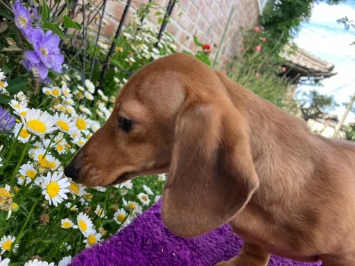 ミニチュア・ダックスフンド / スムースのサムネイル画像5