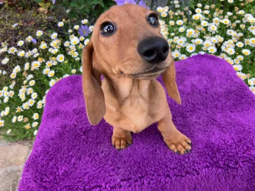 ミニチュア・ダックスフンド / スムースのサムネイル画像6