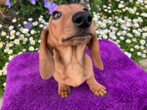 ミニチュア・ダックスフンド / スムースのサムネイル画像8