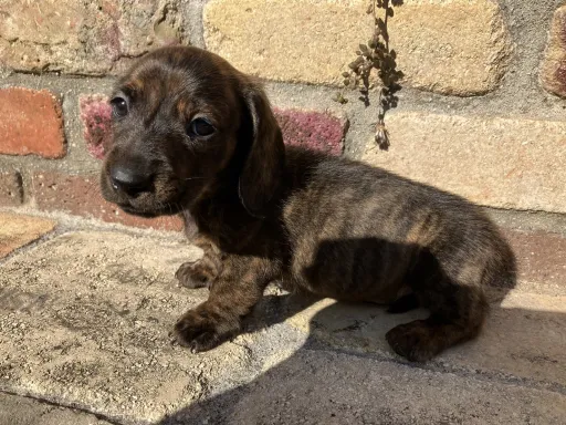 ダックスフンドの子犬販売