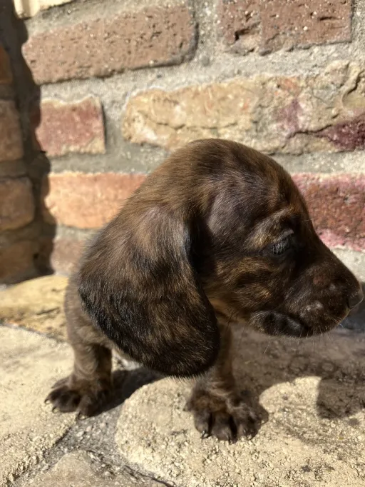 ダックスフンドの子犬販売
