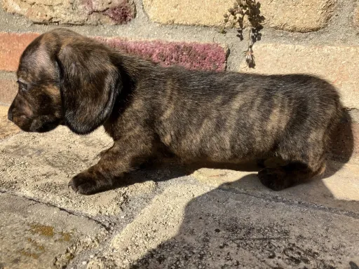 ダックスフンドの子犬販売