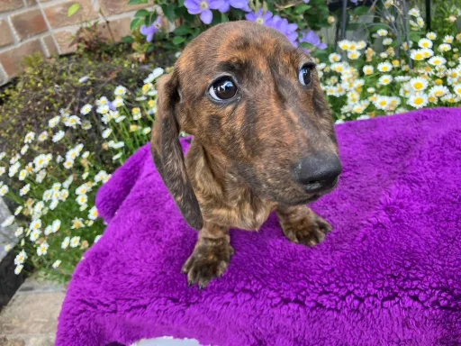 ミニチュア・ダックスフンド / スムースのサムネイル画像5