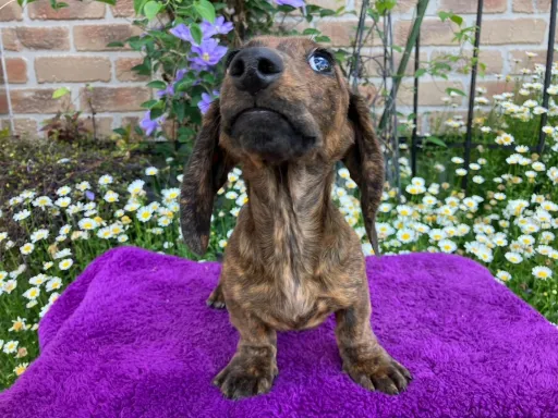 ミニチュア・ダックスフンド / スムースのサムネイル画像6