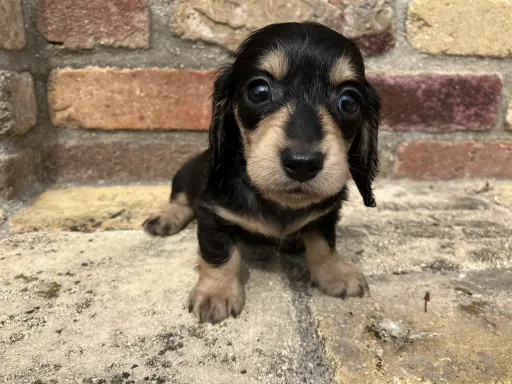 ダックスフンドの子犬販売