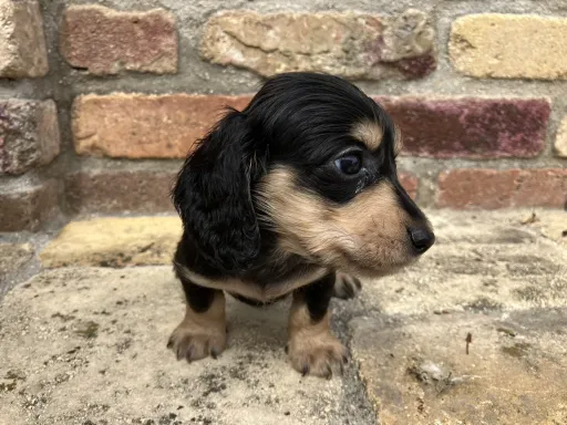 ダックスフンドの子犬販売