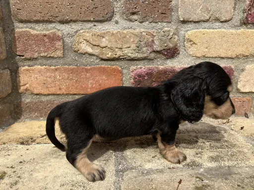 ダックスフンドの子犬販売