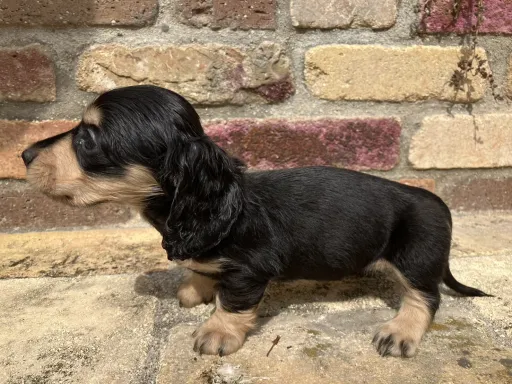 ダックスフンドの子犬販売