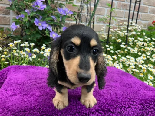 ダックスフンドの子犬販売