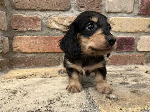 ダックスフンドの子犬販売