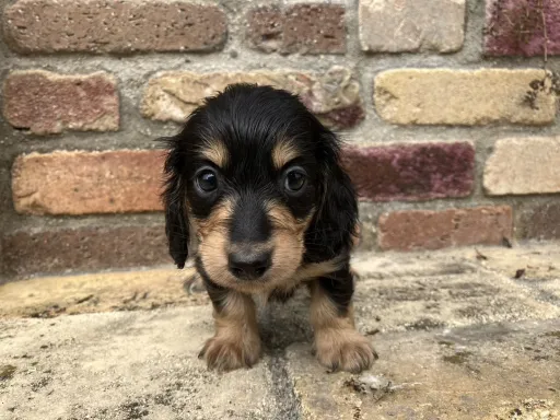 ダックスフンドの子犬販売