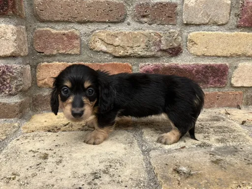 ダックスフンドの子犬販売