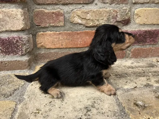 ダックスフンドの子犬販売