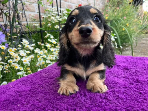 ダックスフンドの子犬販売