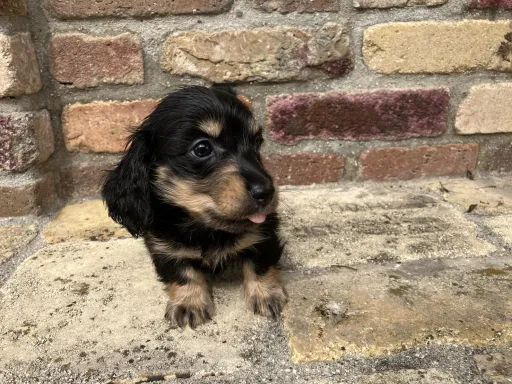 ダックスフンドの子犬販売