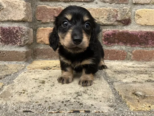 ダックスフンドの子犬販売