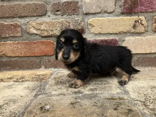 ダックスフンドの子犬販売