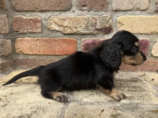 ダックスフンドの子犬販売