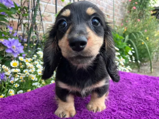 ダックスフンドの子犬販売