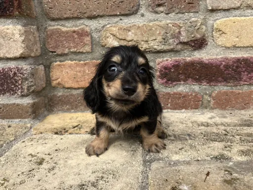 ダックスフンドの子犬販売