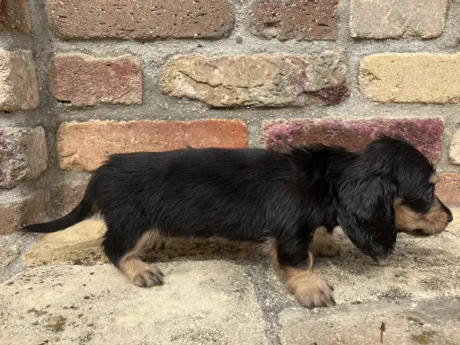 ダックスフンドの子犬販売