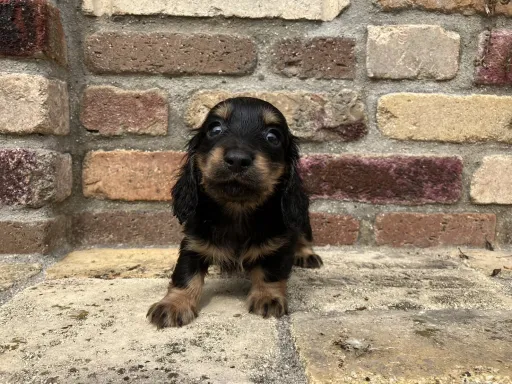 ダックスフンドの子犬販売
