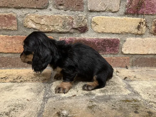 ダックスフンドの子犬販売