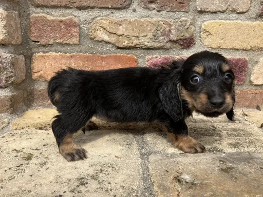 ダックスフンドの子犬販売