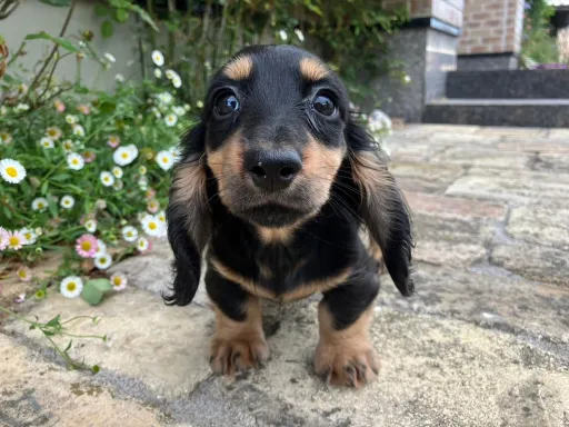 ダックスフンドの子犬販売