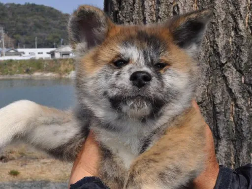 秋田犬のサムネイル画像2