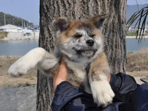 秋田犬のサムネイル画像3