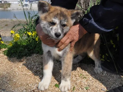 秋田犬のサムネイル画像4