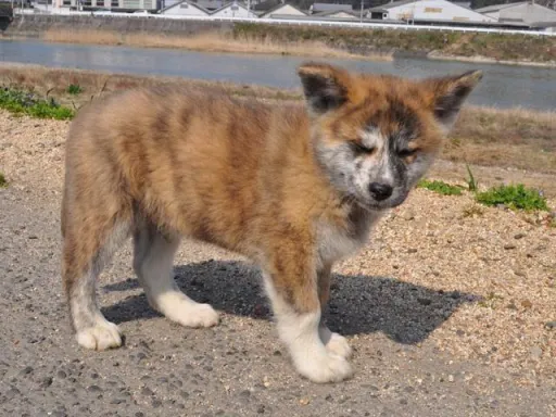 秋田犬のサムネイル画像5