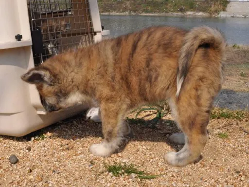 秋田犬のサムネイル画像6