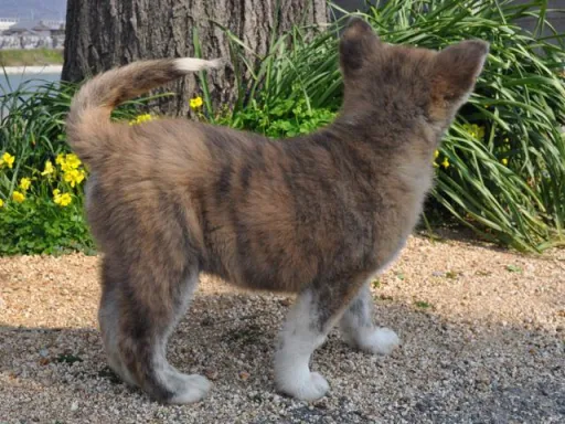 秋田犬のサムネイル画像7