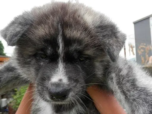 秋田犬の子犬販売