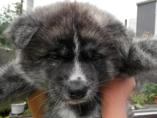 秋田犬のサムネイル画像2