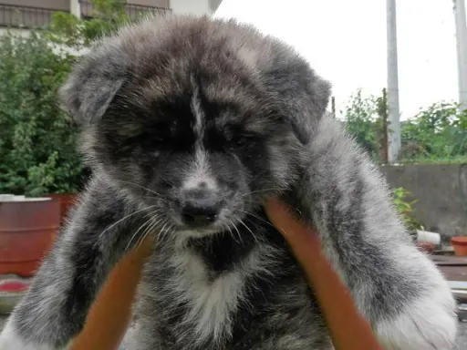 秋田犬のサムネイル画像3