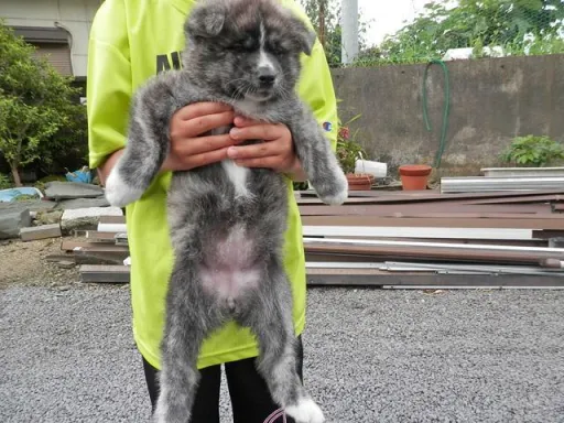 秋田犬のサムネイル画像4