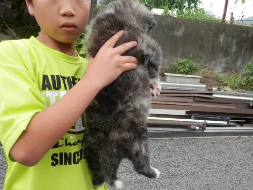 秋田犬のサムネイル画像5