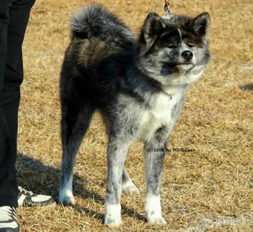 秋田犬のサムネイル画像6